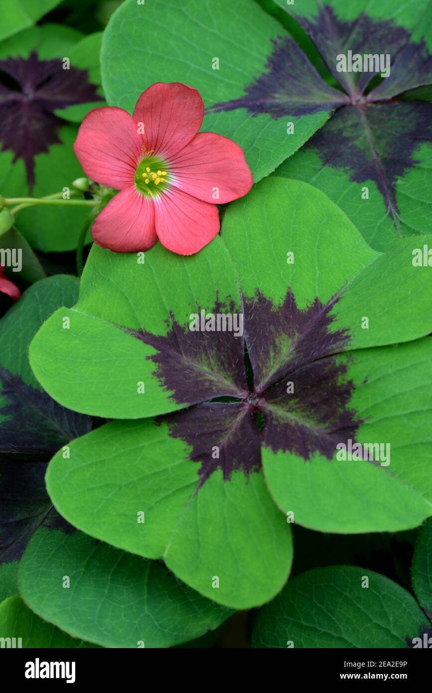 Lucky Clover (Oxalis deppei) Stockfoto