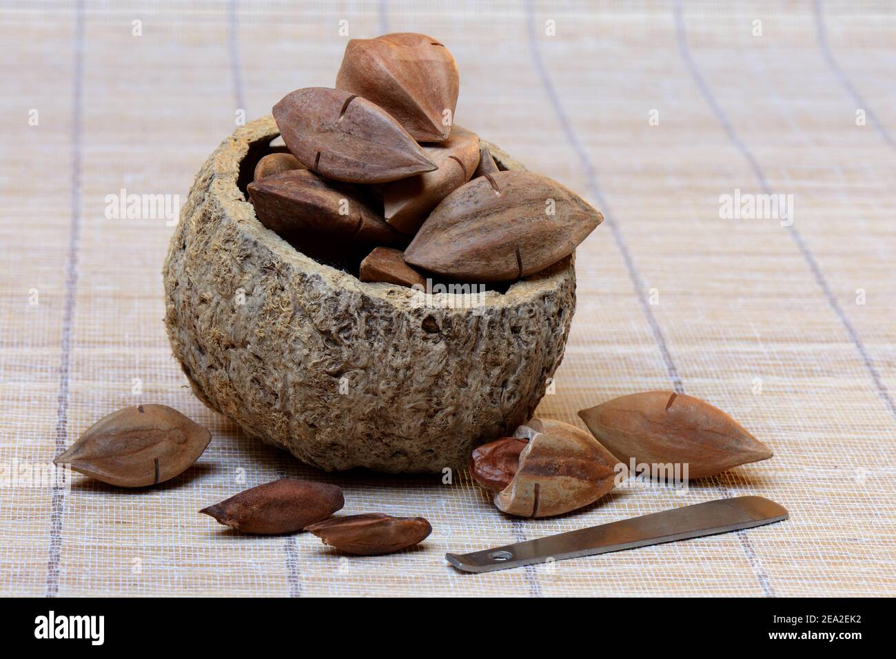 Vorgeritzte und geöffnete Pilinuts mit Pili-Crackern ( Canarium ovatum) Stockfoto