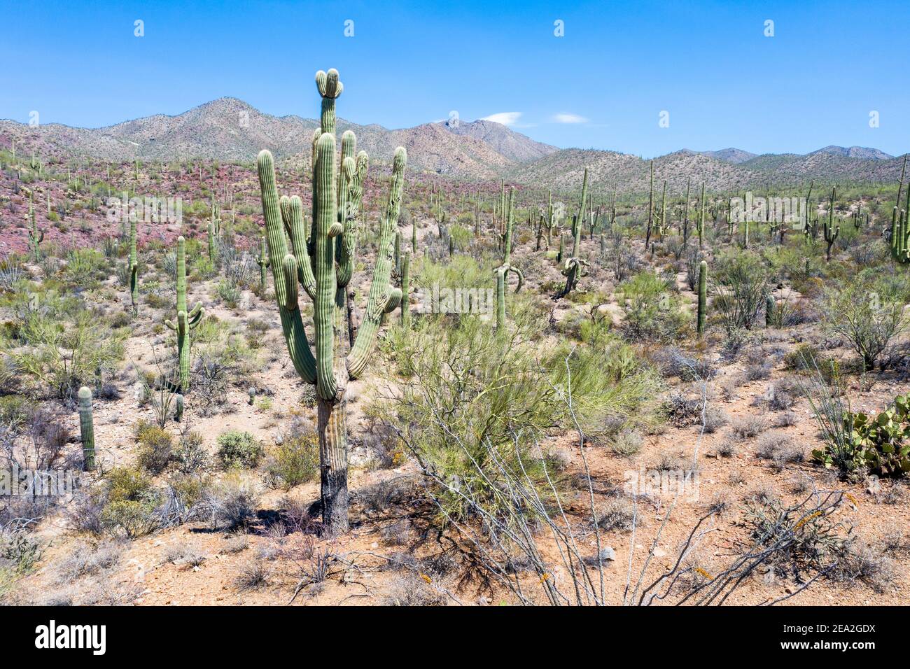 Saguaro Kaktus, Tucson Mountain Park, Tuscon AZ, USA Stockfoto