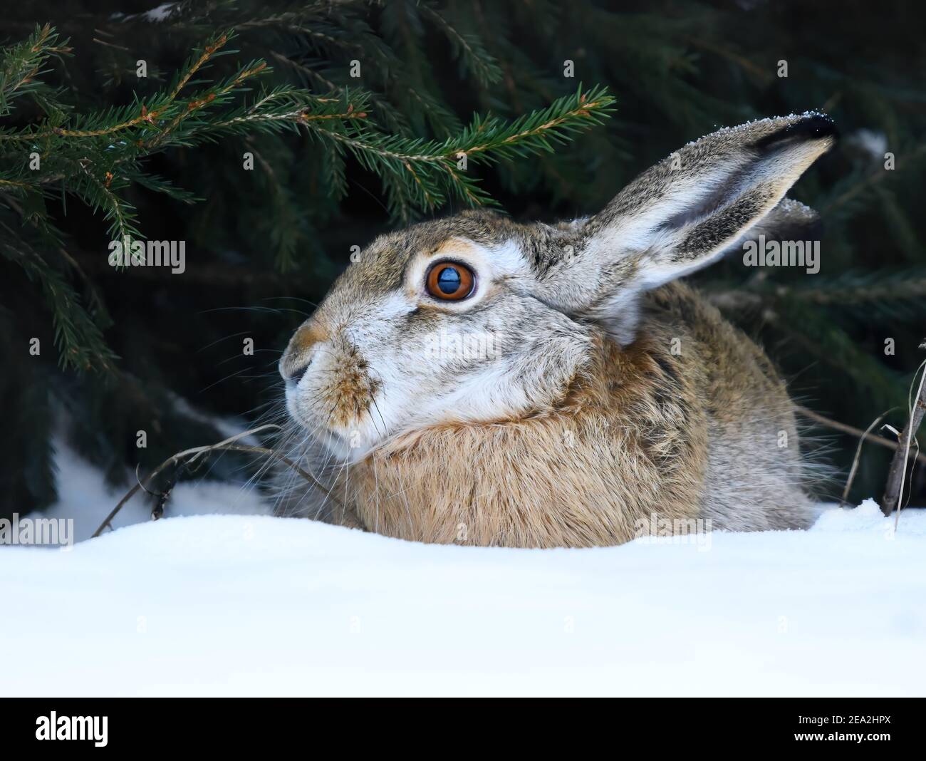 Europäischer Hase (Lepus europaeus), der im Schnee ruht. Stockfoto