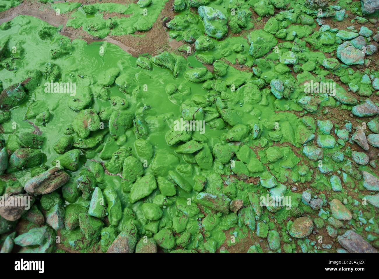 Blaualgen (Cyanobakterien) am Strand von Caripi, Amazonasgebiet von Barcarena, Pará State, Brasilien. Stockfoto