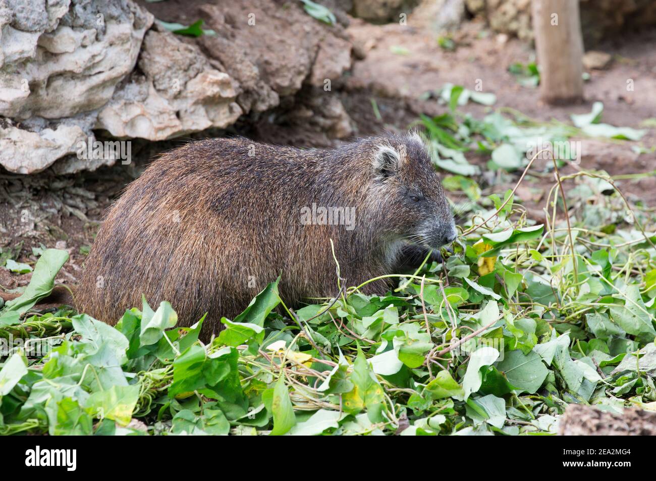 Kubanische Hutia oder Desmarest's Hutia, Capromys pilorides, leergefußter Erwachsener, La Boca Crocodile Farm, Zapata, Matanzas, Kuba (gefangen) Stockfoto