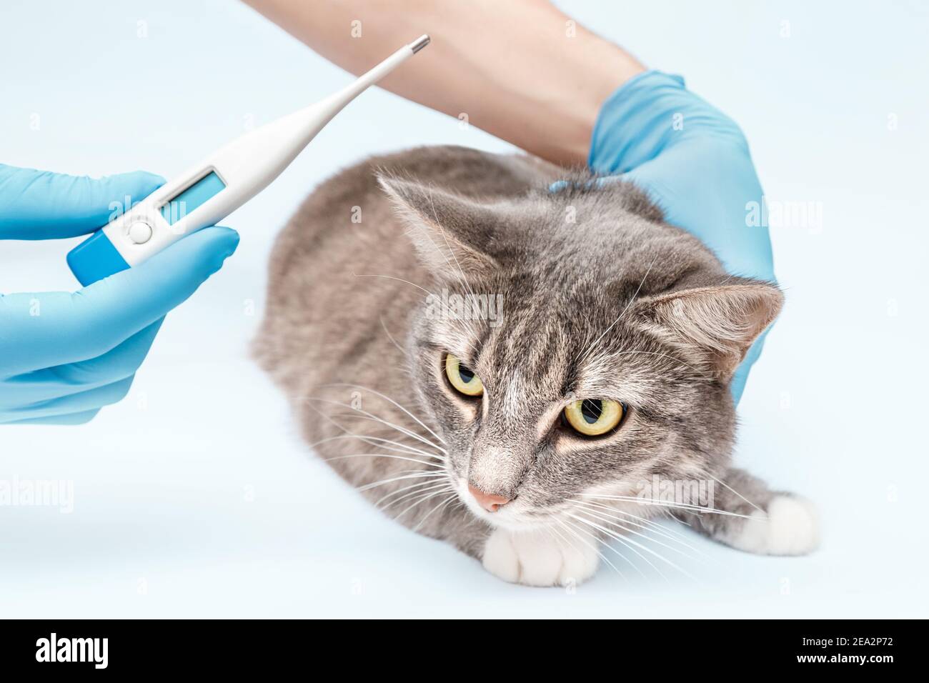 Tierarzt überprüft die Temperatur einer Hauskatze in der Klinik. Infektionen und Tiergesundheit. Modernes Digitalthermometer Stockfoto