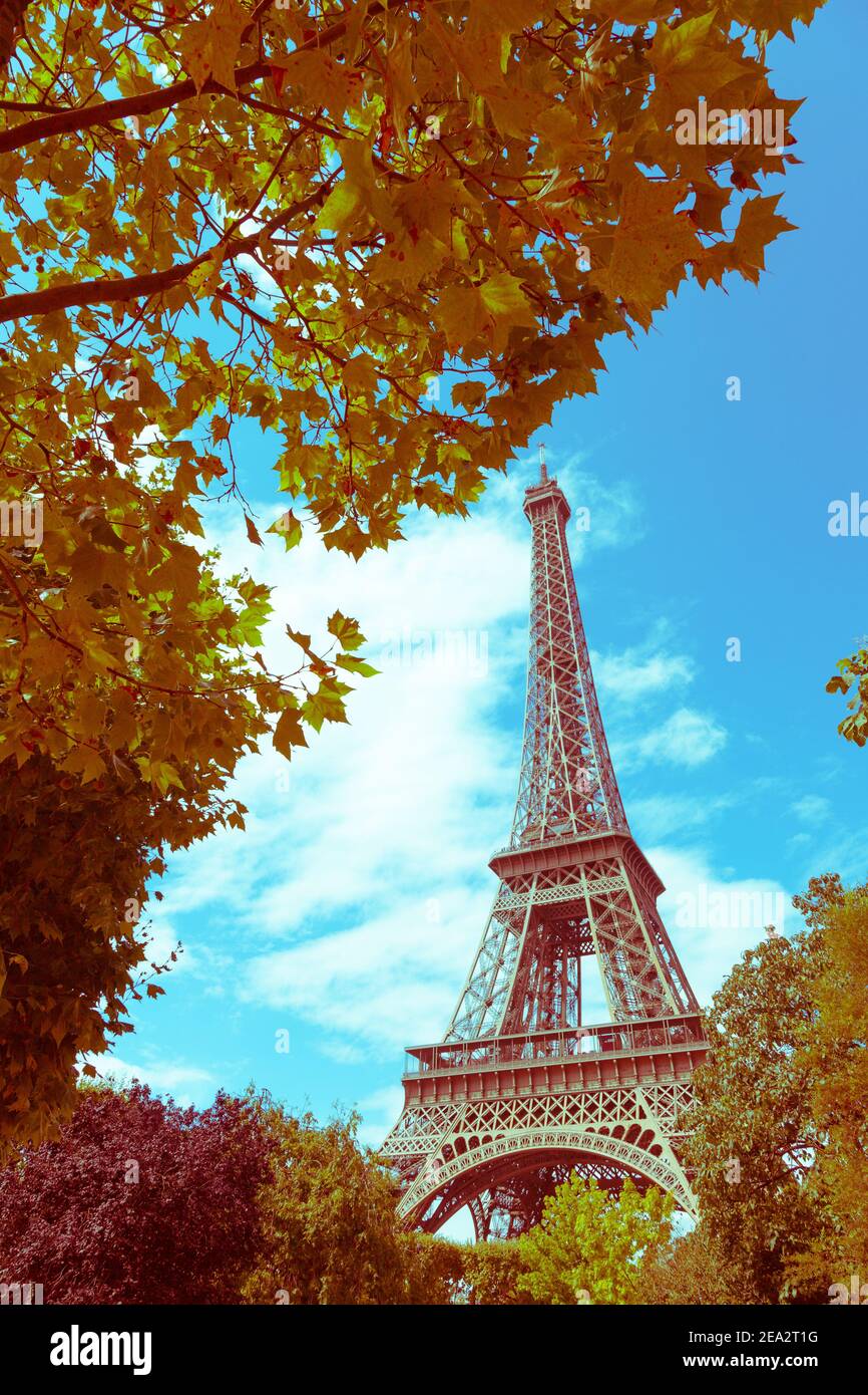 Herbst in Paris. Gelb-rote Blätter im Vordergrund und der Eiffelturm im Hintergrund. Selektiver Fokus. Konzept romantisch Stockfoto