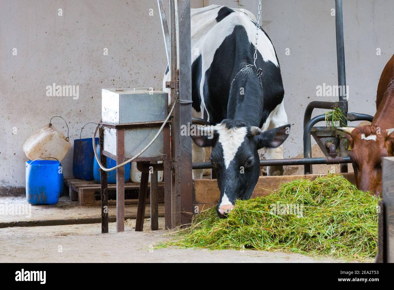 Die Kühe sind in der Scheune an einer Kette. Grünes Gras im Vordergrund Stockfoto