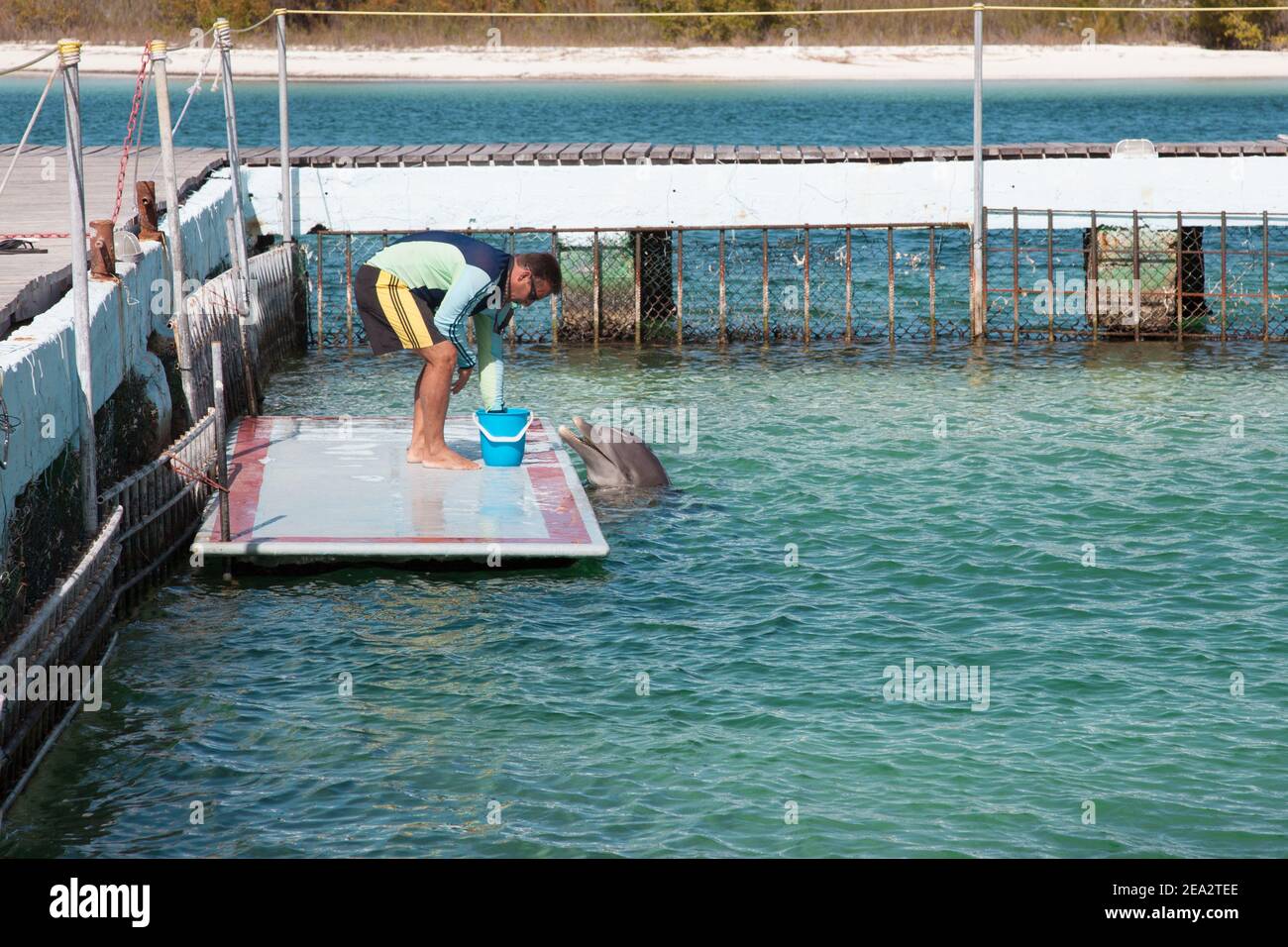 Ein Delfintrainer füttert Delfinfische in einem Aquarium in Kuba. CAYO LARGO, CUBA3: Stockfoto