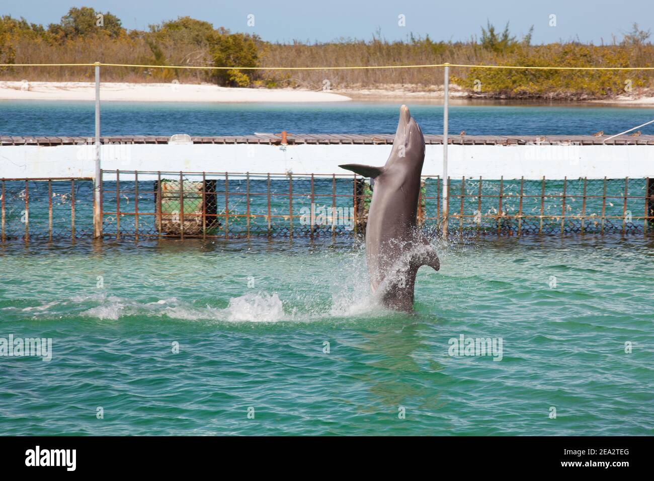 CAYO LARGO, KUBA:EIN Delfin steht auf dem Wasser in einem kleinen Pool auf der Insel Cayo Largo. Stockfoto