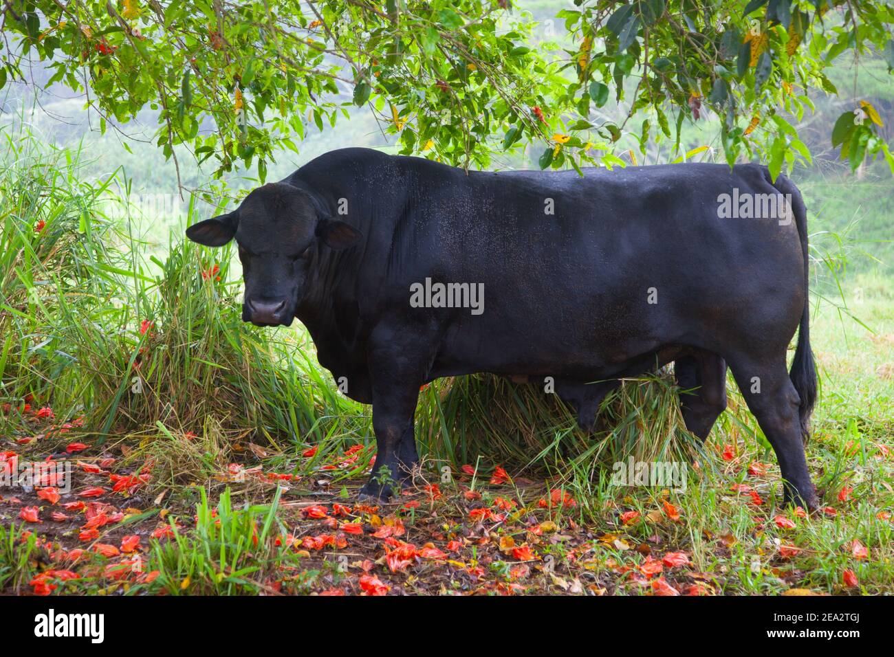 Eine schwarze Bulle (Kuh) Rasse Black Angus (Aberdeen Angus) ist unter grünem Baum. Hawaii. Stockfoto