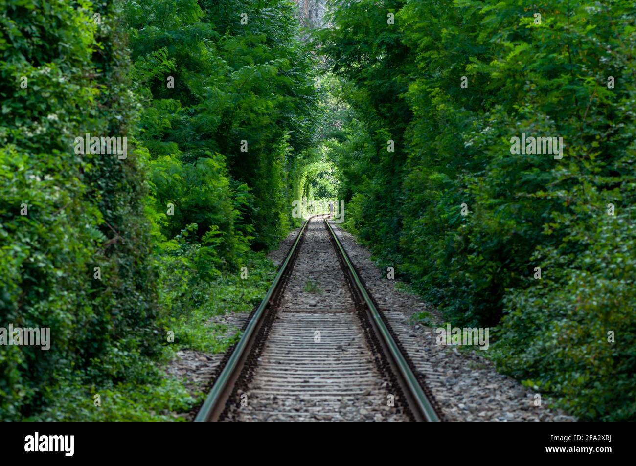 Ein natürlicher Liebestunnel, der durch Züge gebildet wird, die die Äste der Bäume abschneiden. Grünes Laub. Menschen, die nicht erkennbar sind Stockfoto