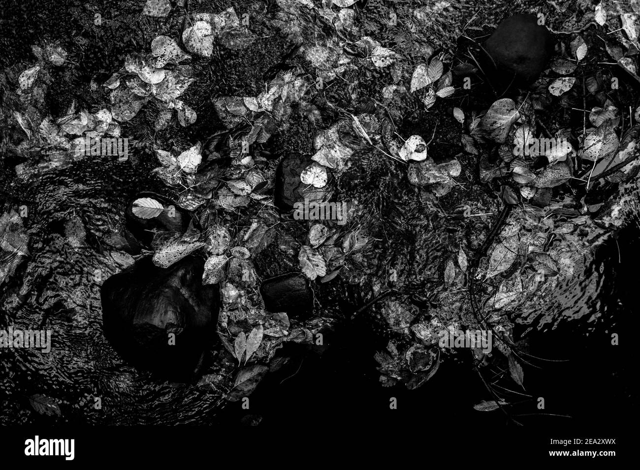 Herbst Blätter auf Waldboden mit Reflexion im Creek Stockfoto