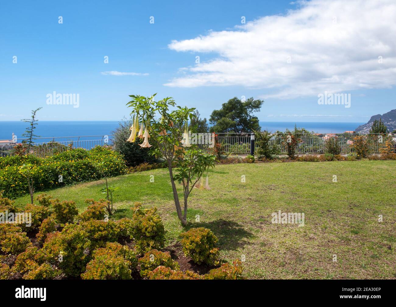 Die Blumen der Engelstrompete im Garten Stockfoto