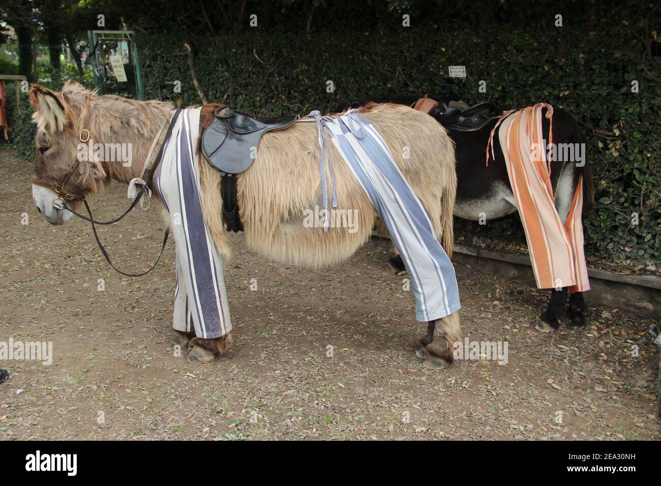 Esel Im Schlafanzug Fotos Und Bildmaterial In Hoher Aufl sung Alamy