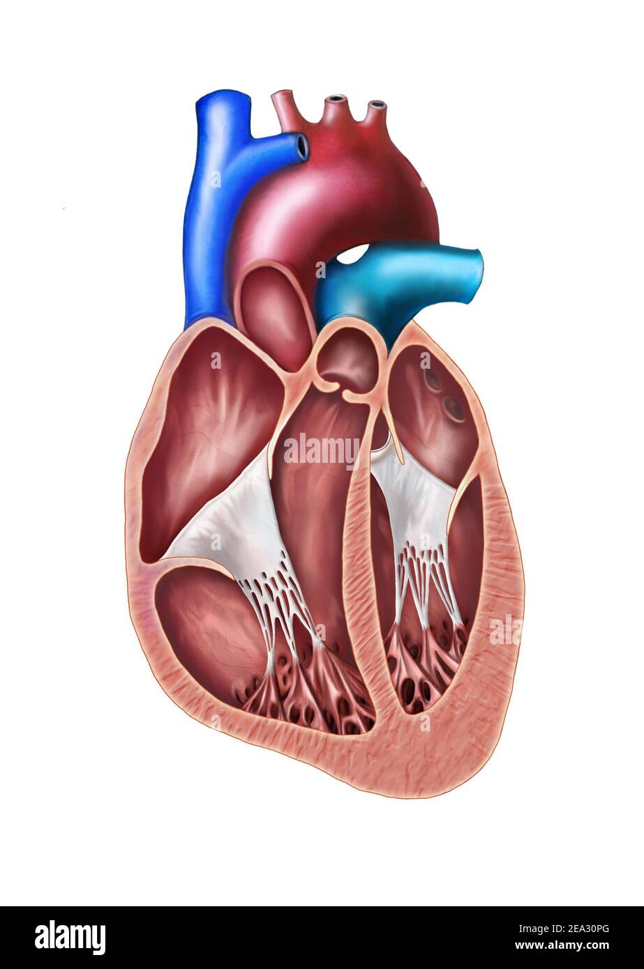 Menschlicher Herzquerschnitt. Digitale Originaldarstellung. Stockfoto
