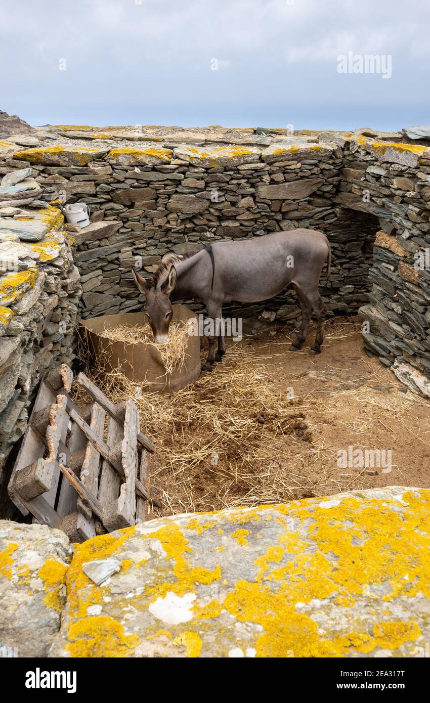 Ein Esel, der Heu in einer Steinfeder isst. Ländliche Landschaft auf der Insel Folegandros. Griechenland Stockfoto