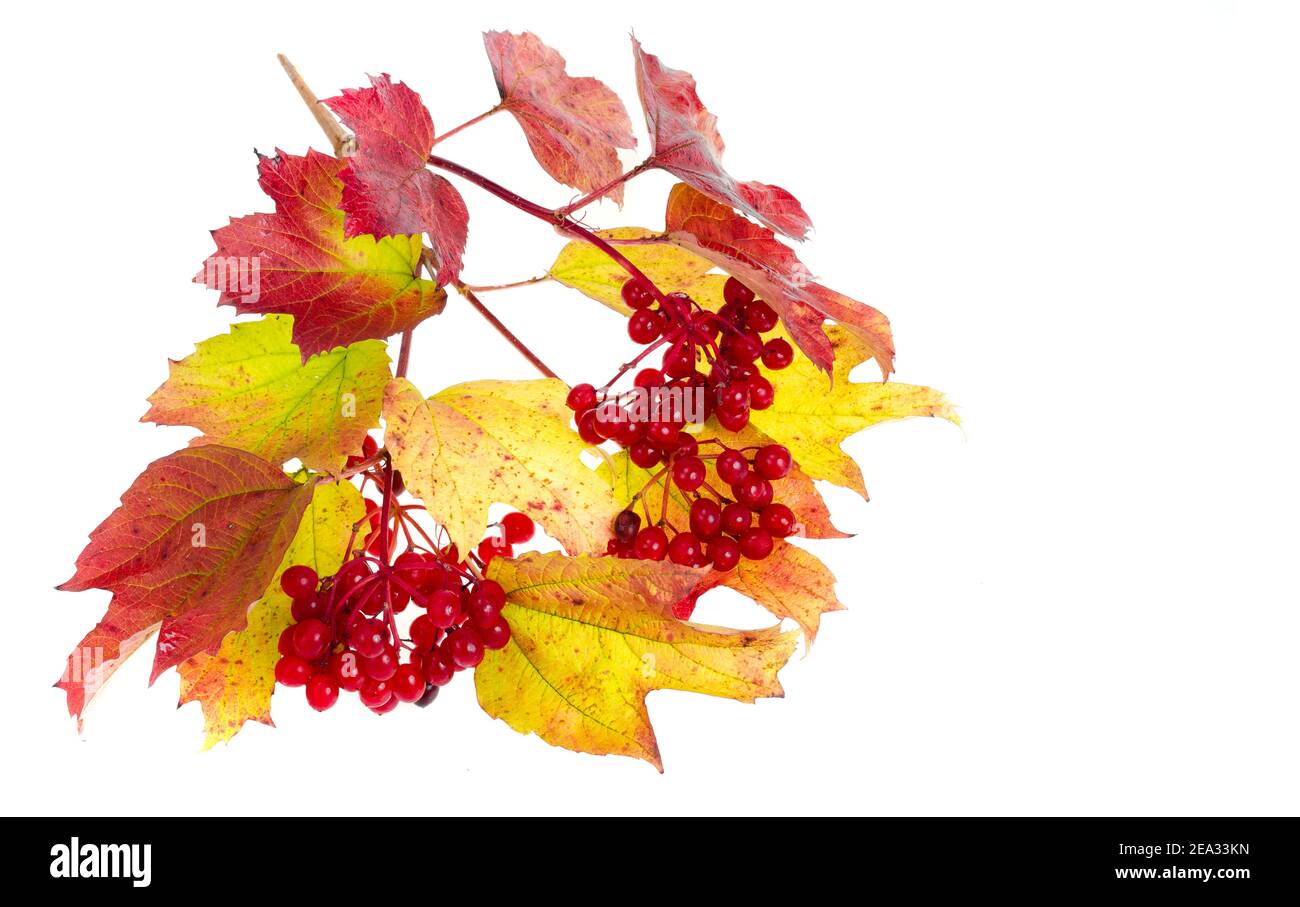 Viburnum Herbstblätter von rot-gelber Farbe. Studio Foto Stockfoto