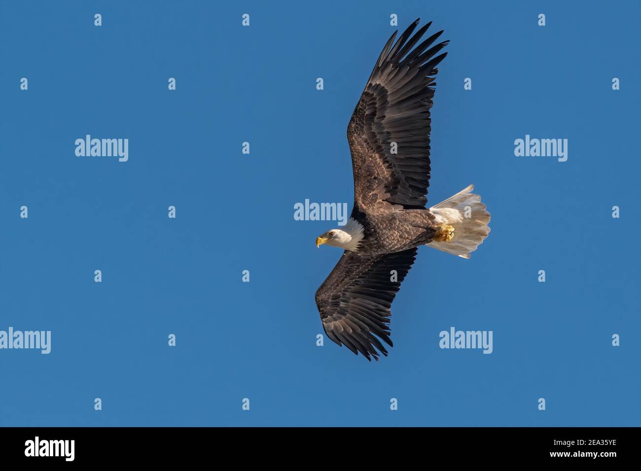 Bald Eagle Fliegen über den Susquehanna River Stockfoto