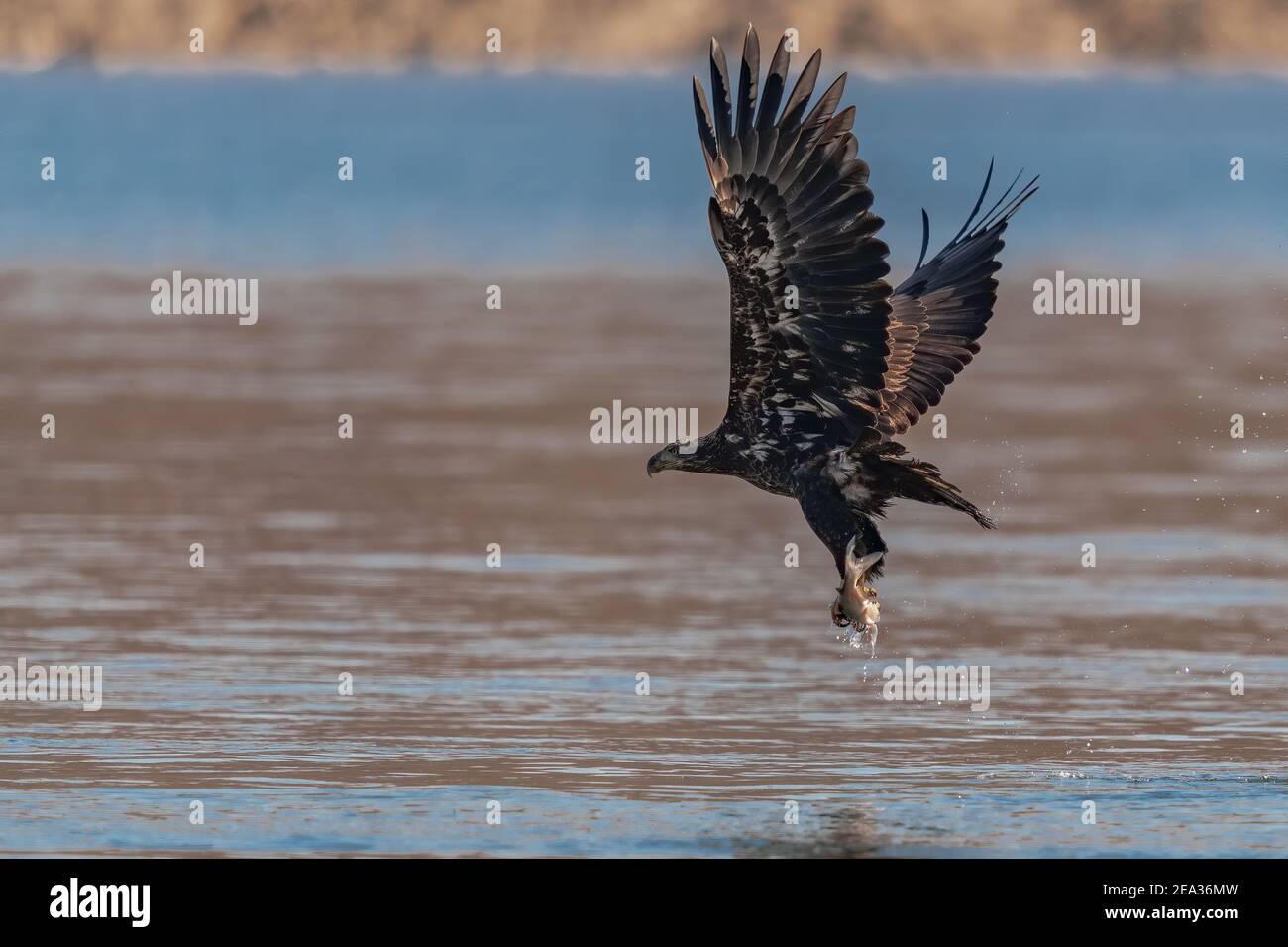 Juvenile Weißkopfadler Fliegen im blauen Himmel über dem Susquehanna River Stockfoto