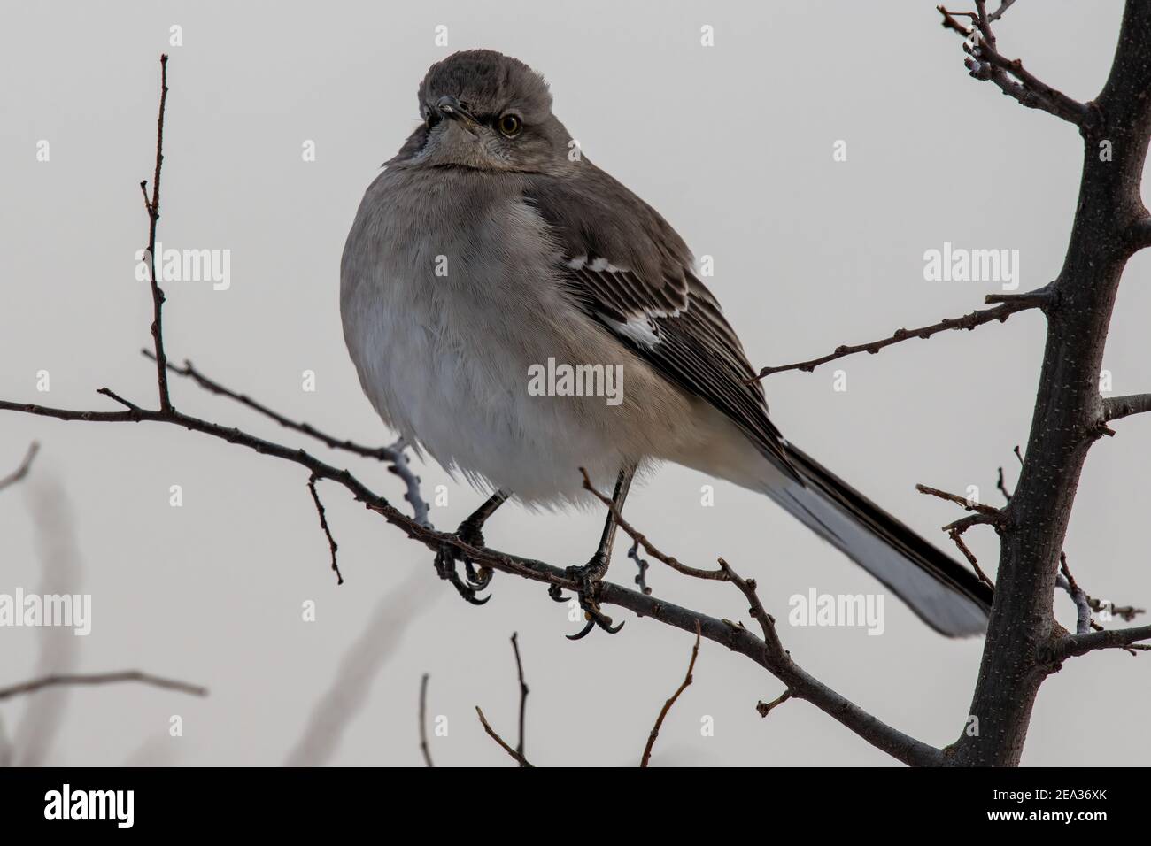 Nördlicher Mockingbird flauschte während eines kühlen Frühlingmorgen Stockfoto
