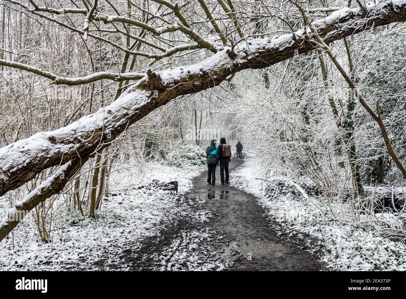 Wanderer zu Fuß im Schnee auf schlammigen Waldweg unter Gefallener Baumstamm im Winter in Holz Stockfoto