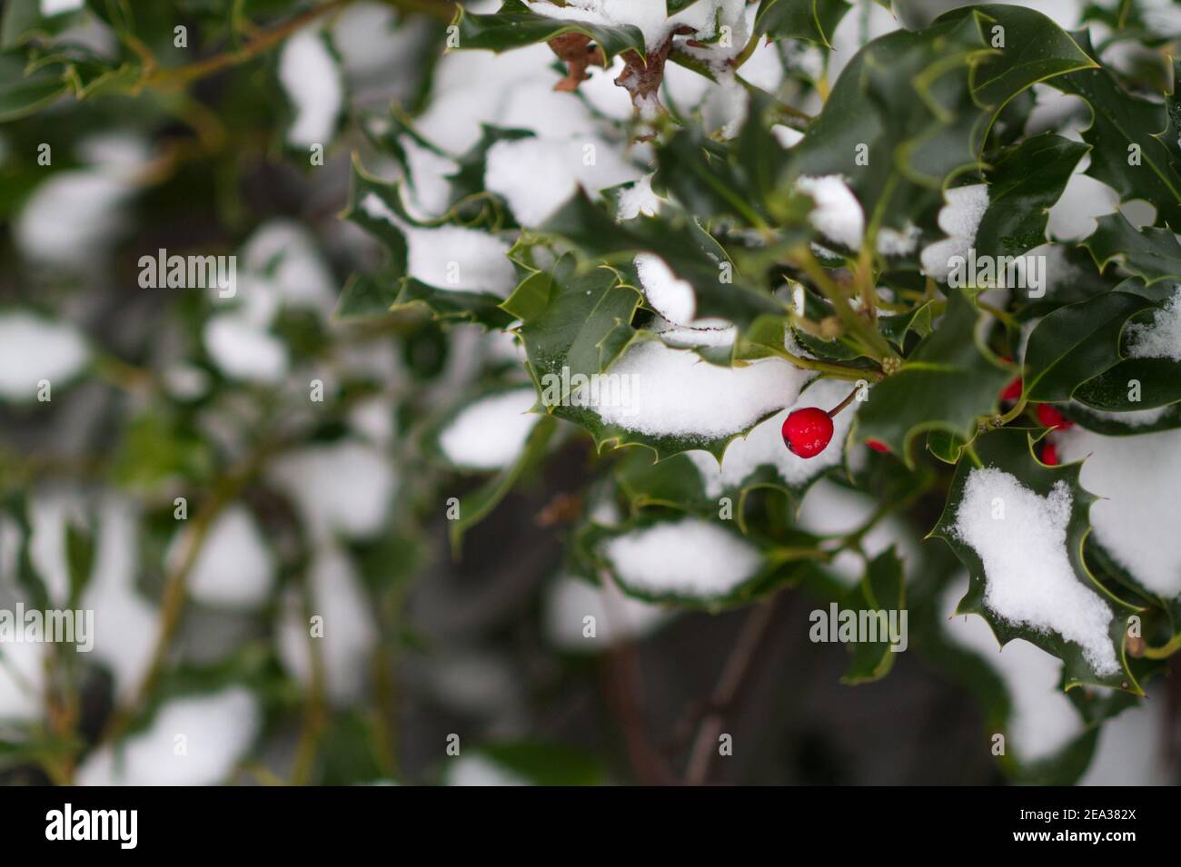 Ilex aquifolium, oder gewöhnliche Stechpalme, im Winter mit roten Beeren, die sich gegen die schneebedeckten Blätter UK Stockfoto