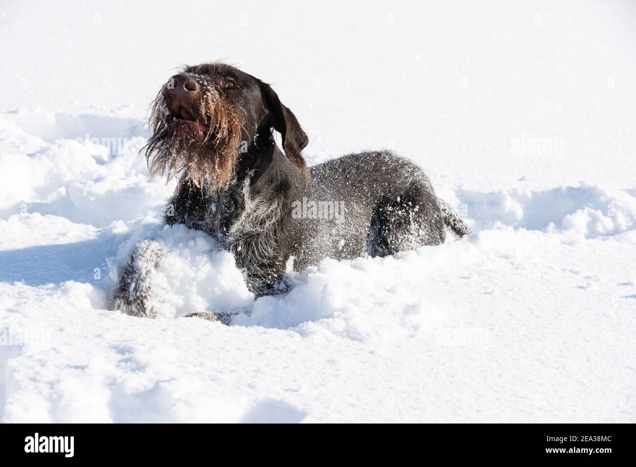 Der Zeiger, der im tiefen weißen Schnee liegt, bellt und wartet auf eine Belohnung für das Erledigen der ersten Aufgabe. Deutsch drahthaarige Zeiger der perfekte Hund für die Jagd auf Wild. Stockfoto