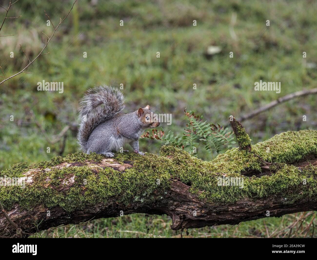 Eichhörnchen auf gefallenen Baumstamm, Teifi Marshes, Wales Stockfoto