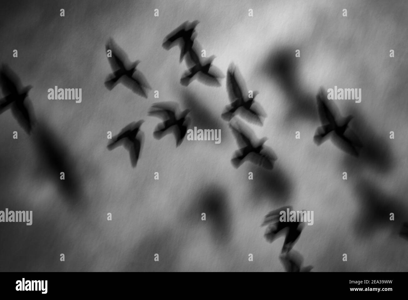 Abstrakte Vögel, Silhouette Vogel Bilder Stockfoto