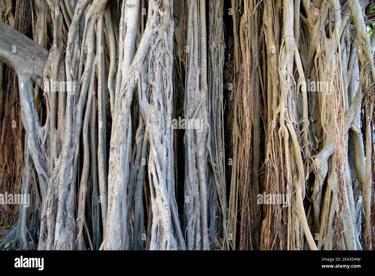 Nahaufnahme einer banyan-Baumwurzel Stockfoto