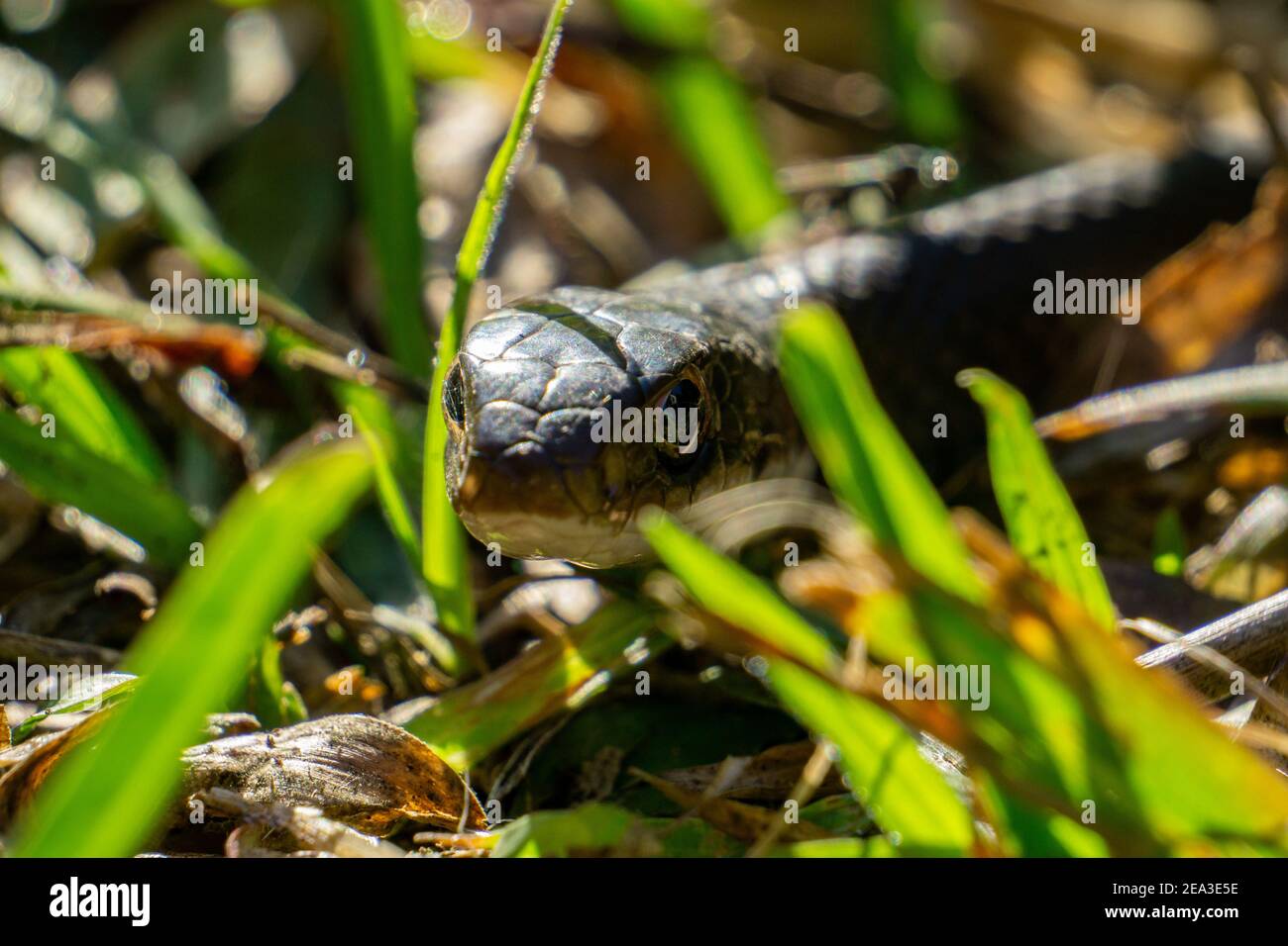 Southern Black Racer (Coluber constrictor ssp. priapus) Schlange im Gras aus nächster Nähe Stockfoto