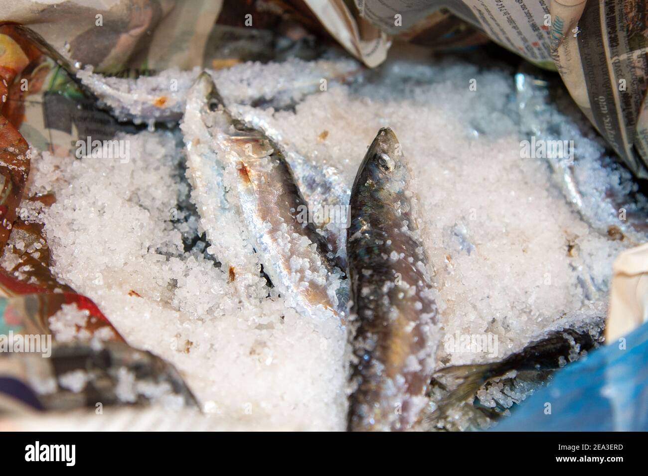 Gesalzene Sardinen während des Salzvorgangs. Sie müssen zwischen verschiedenen Schichten groben Salzes gelegt werden, wie es traditionell in Kalloni, Lesvos, Griechenland, geschieht Stockfoto