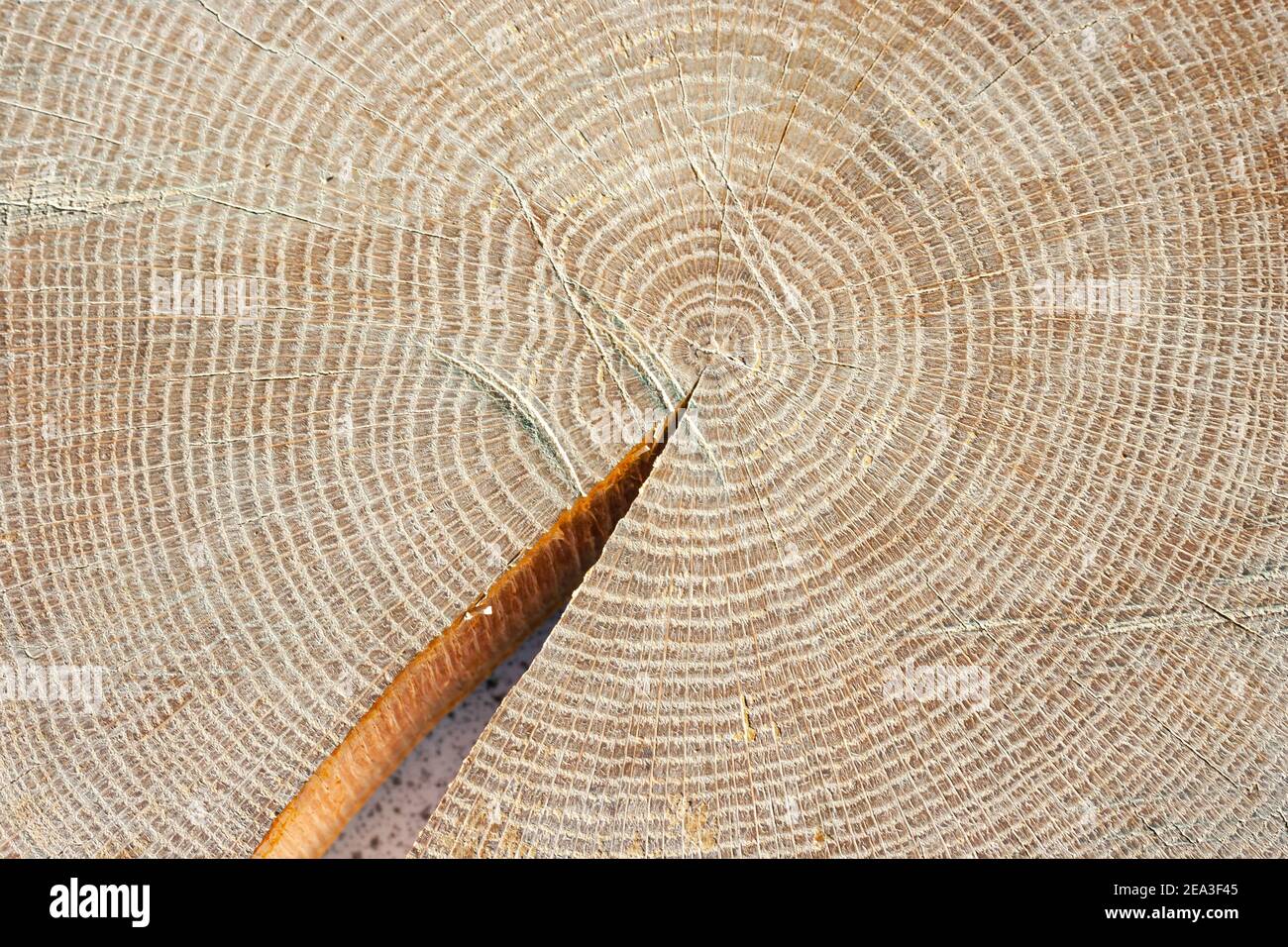 Detaillierte Abbildung der Jahresringe eines Baumes Stockfoto