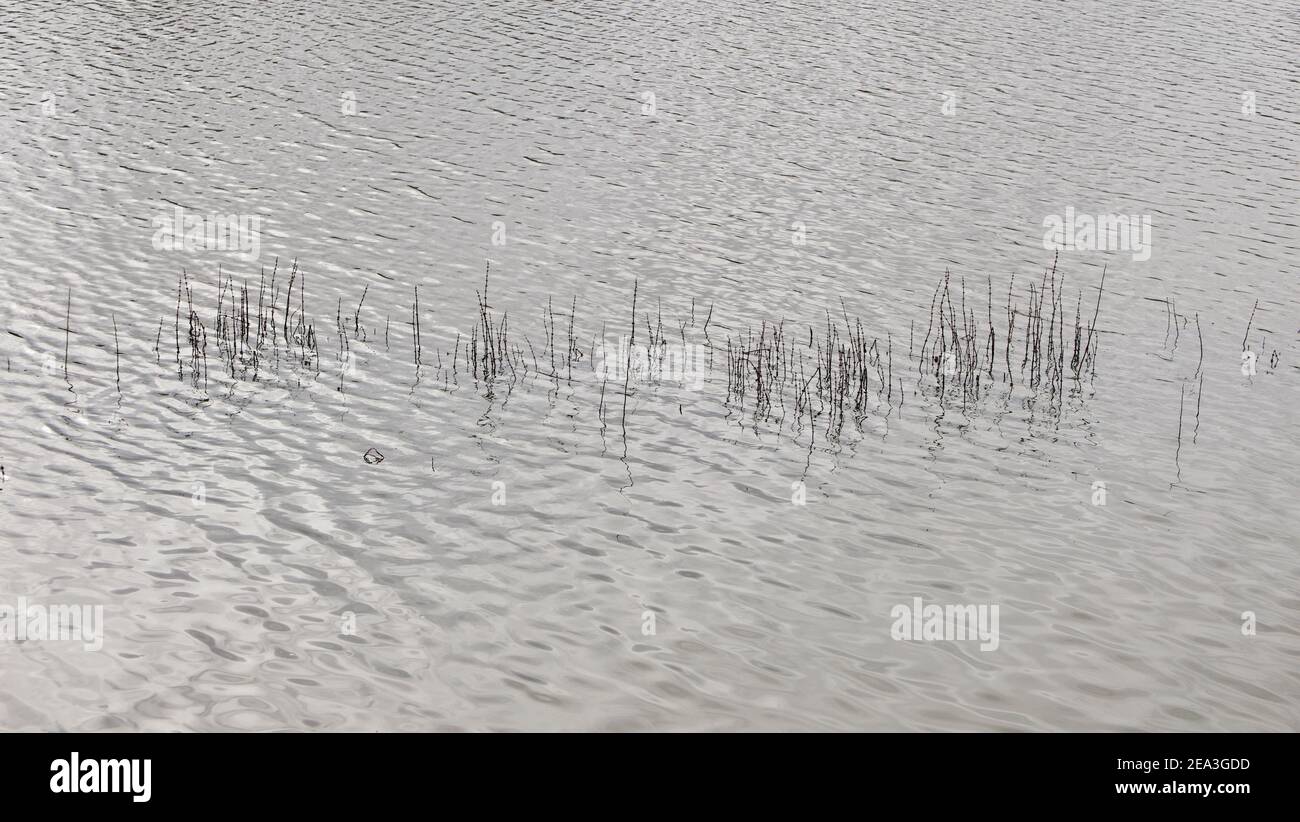 Schilf, das durch graues Wasser des Sees auf einem aufstockt Kalte Winter Tag Stockfoto