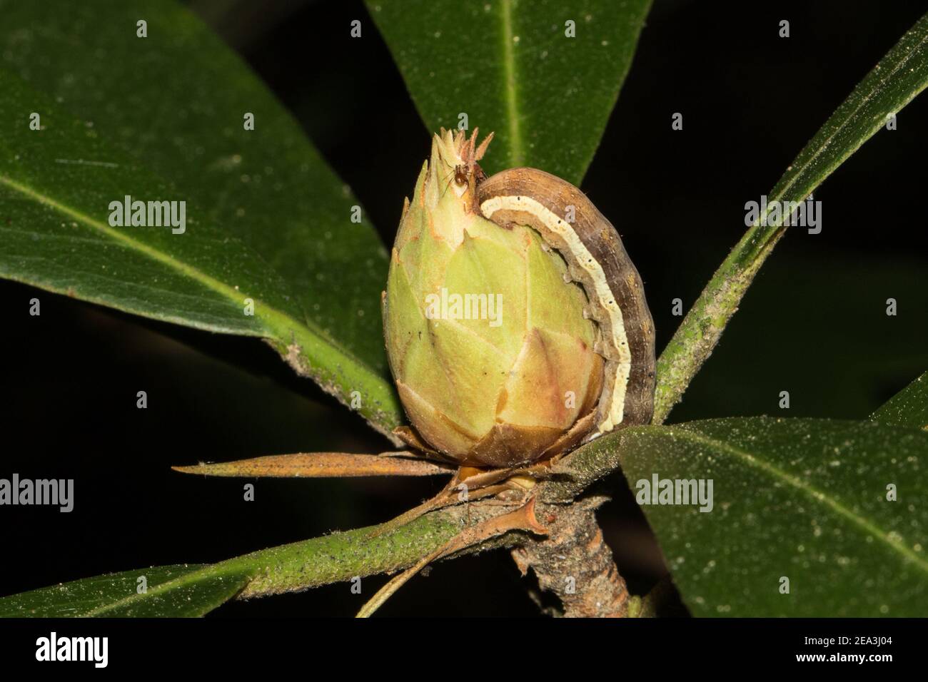 Rhododendron maximum -Fotos und -Bildmaterial in hoher Auflsung  Alamy