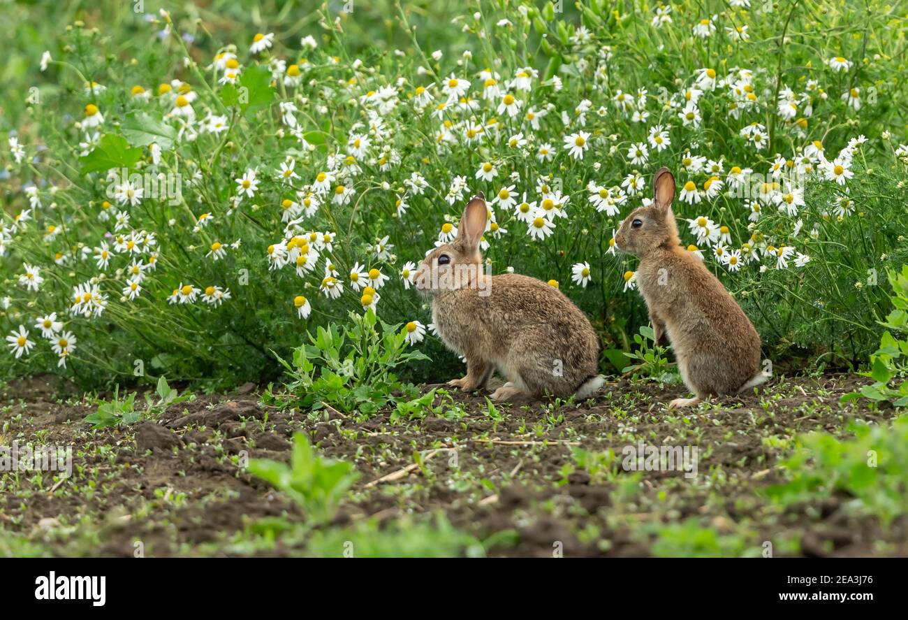 Kaninchen. Oryctolagus cuniculus. Zwei wilde, einheimische junge Kaninchen am Rande des Ackerlandes mit einem Hintergrund von weißen Oxeye Gänseblümchen und mit Blick nach links. Summe Stockfoto