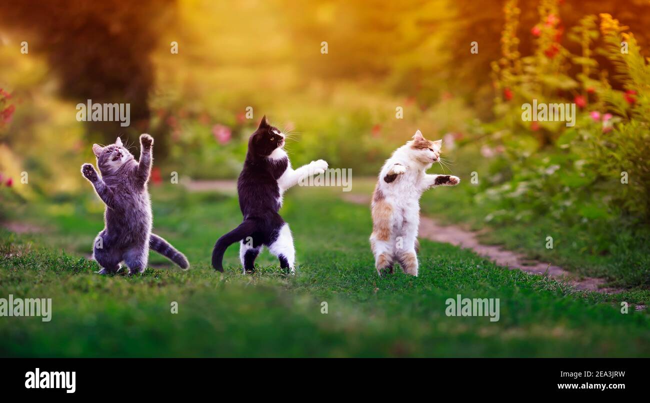 Drei wendige Katzen im Sommer auf einer sonnigen Wiese Sie spielen auf dem grünen Gras und stehen lustig tanzend Auf ihren Hinterbeinen auf dem Gras Stockfoto