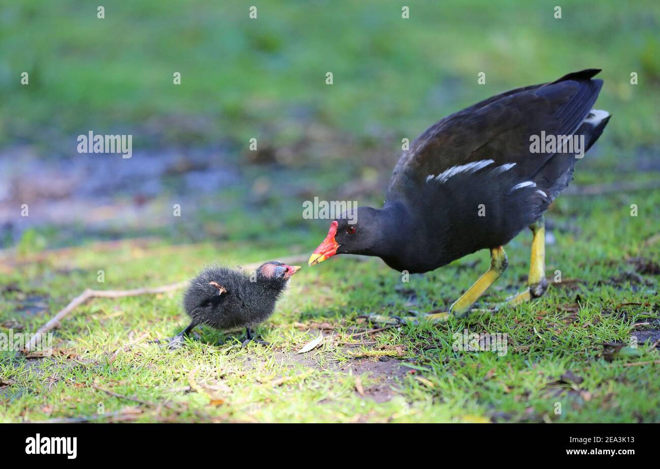 Teich ralle Fütterung der Küken Stockfoto