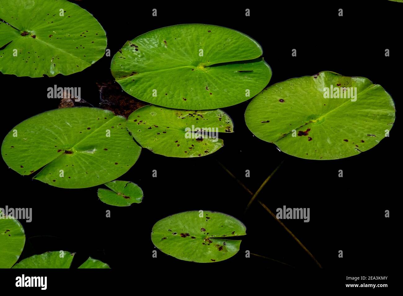 Mehrere große lebendige grüne Lilienpads schwimmen auf der Oberfläche von blauem Süßwasser. Die grünen runden Blätter haben eine wachsartige Oberfläche und einige der Blätter. Stockfoto