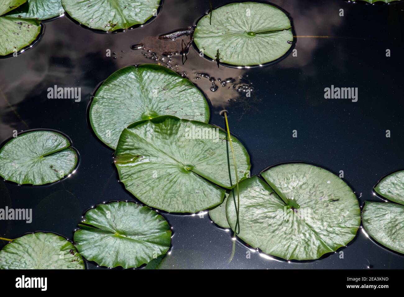 Mehrere große lebendige grüne Lilienpads schwimmen auf der Oberfläche von blauem Süßwasser. Die grünen runden Blätter haben eine wachsartige Oberfläche und einige der Blätter. Stockfoto