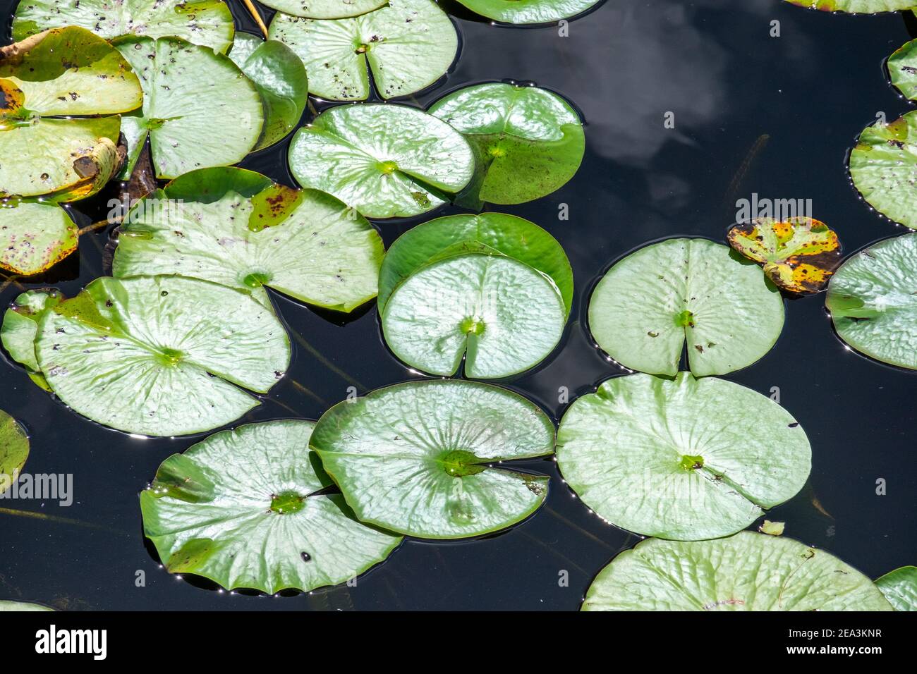 Mehrere große lebendige grüne Lilienpads schwimmen auf der Oberfläche von blauem Süßwasser. Die grünen runden Blätter haben eine wachsartige Oberfläche und einige der Blätter. Stockfoto