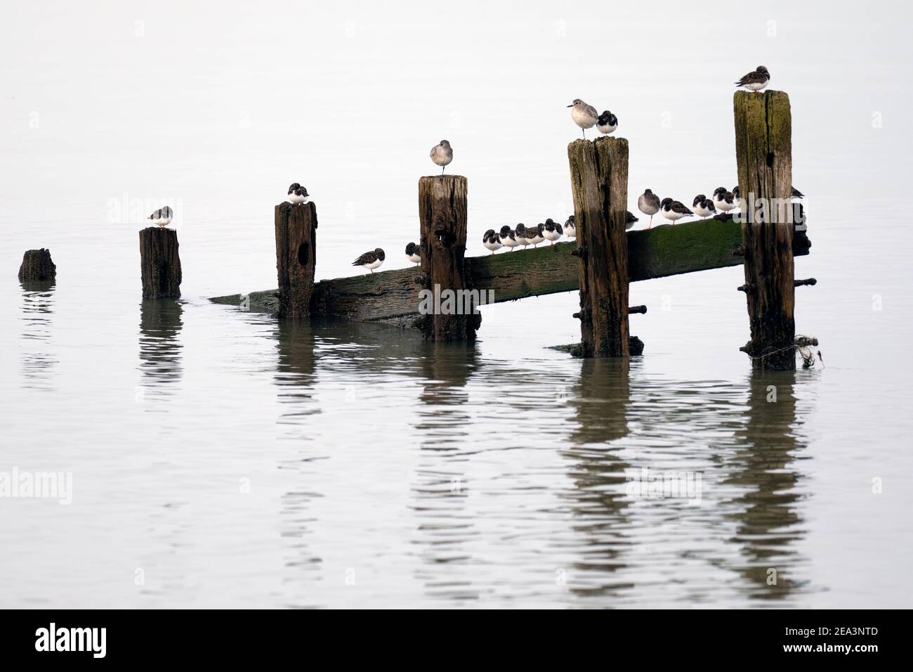 Steinplatten, graue Pfropfensteine und ein Rotschenkel, die auf den Überresten alter Groynes thronen, die sich in ruhigem Wasser spiegeln. Stockfoto