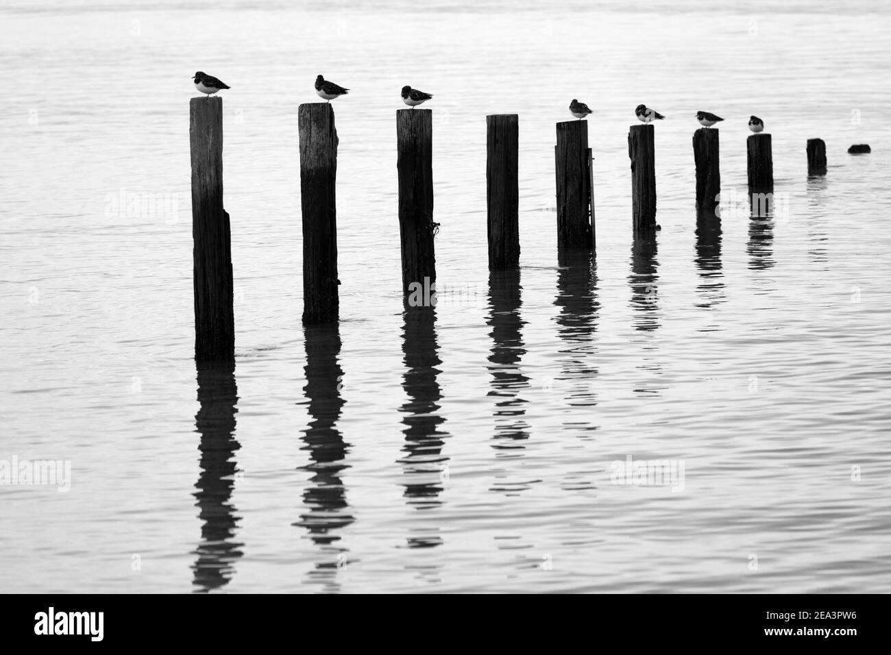 Turnstones thront auf den Resten von alten Groynes in ruhigem Wasser reflektiert. Stockfoto