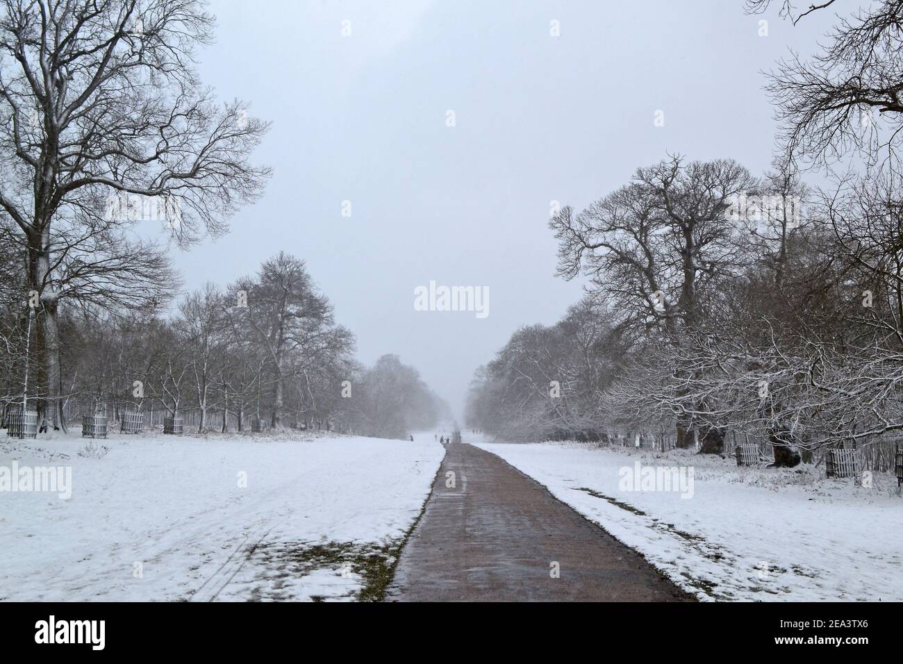 Schnee fällt auf dem Chestnut Walk, Knole Park, Sevenoaks, Kent, England, Februar 7, 2021. Raue Frostbedingungen Stockfoto