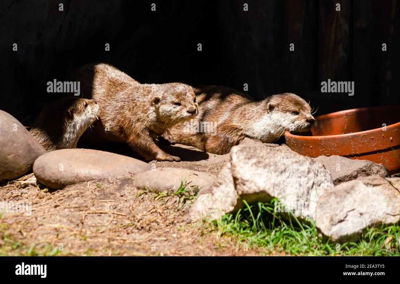 Kleine Nutria oder Flusswolf in der Höhle sonnen sich in der Mittagssonne in einem Wildschutzgebiet an der argentinischen Küste. Stockfoto