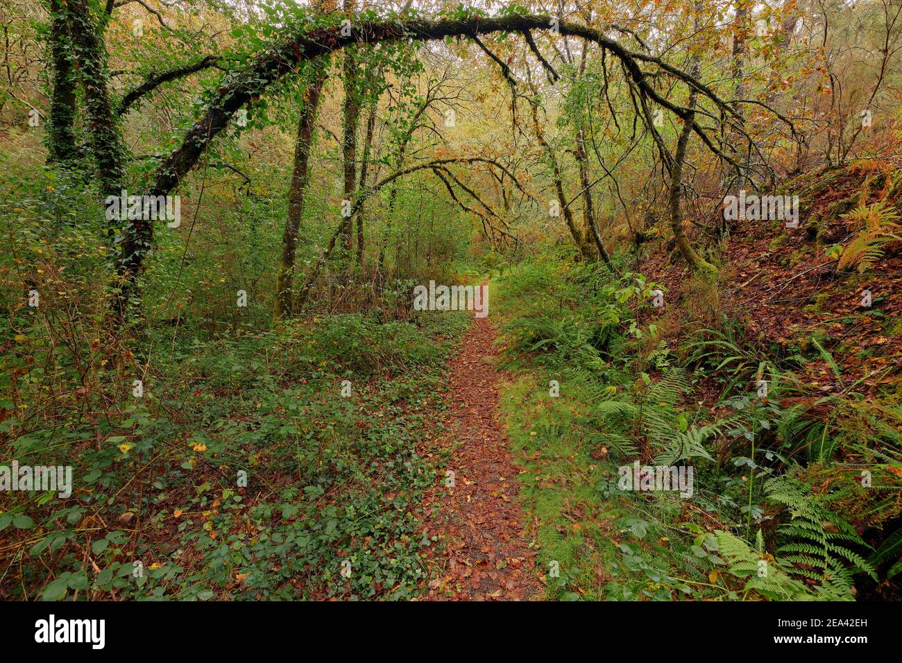 Schmaler Pfad von roten Blättern in einem schönen Wald in der Gegend von Galicien, Spanien. Stockfoto