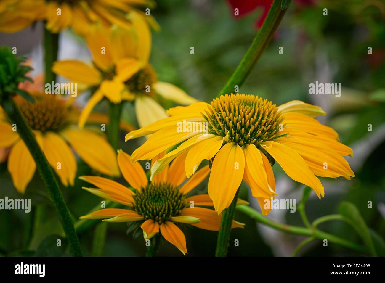 Gelbe Echinacea Blumen im Garten, Kegelblumen Stockfoto