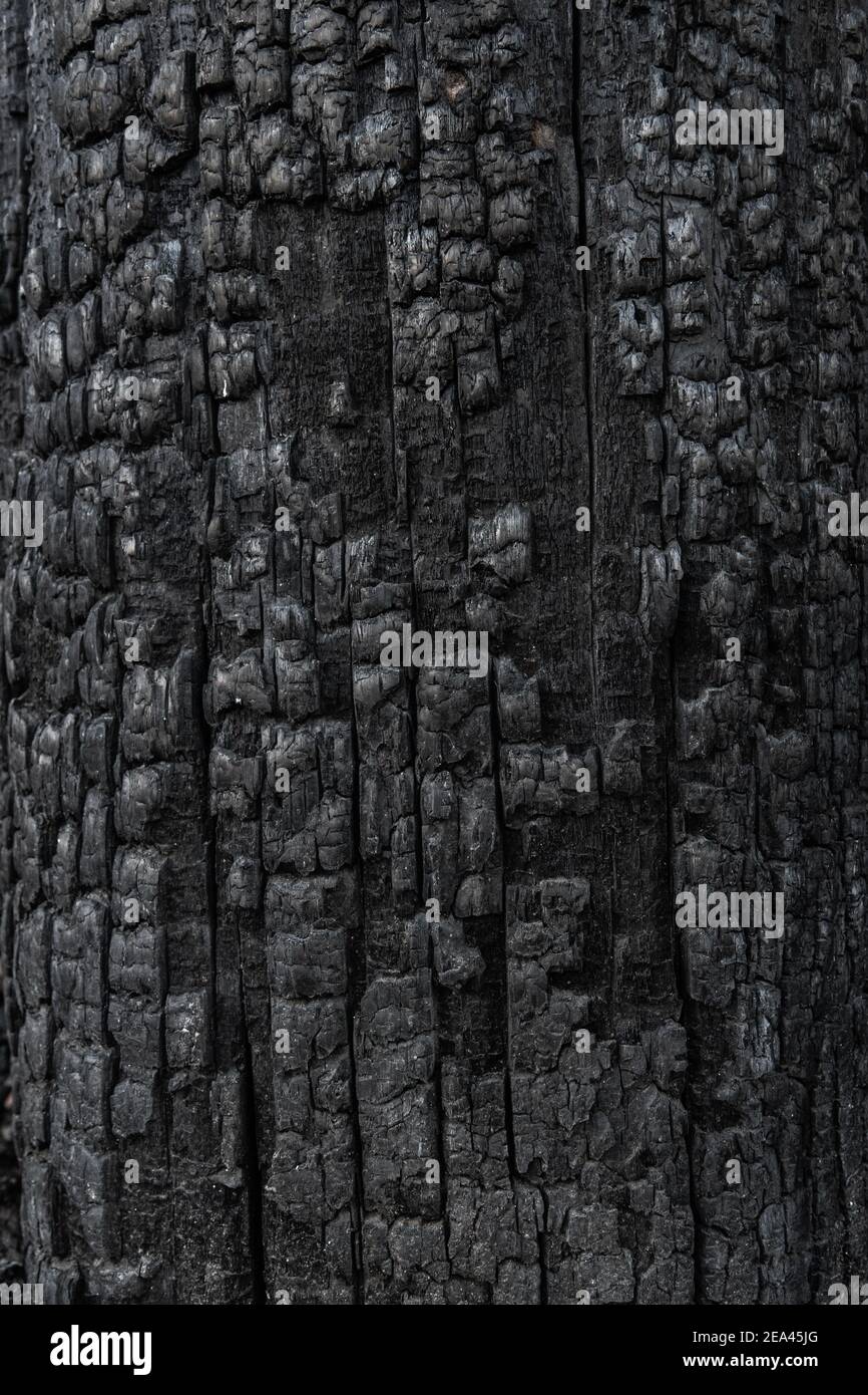 Gebranntes Holz Textur aus der Nähe. Stockfoto