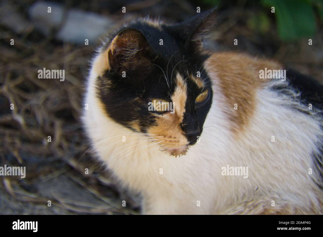 Weiße Katze mit gelben und schwarzen Flecken, erkunden in der Natur, an sonnigen Tagen Stockfoto