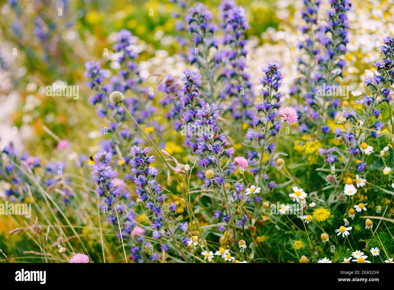 Nahaufnahme der Echium vulgare Pflanze vor dem Hintergrund einer Apotheke Kamille und Feldkräuter auf einem Feld. Stockfoto