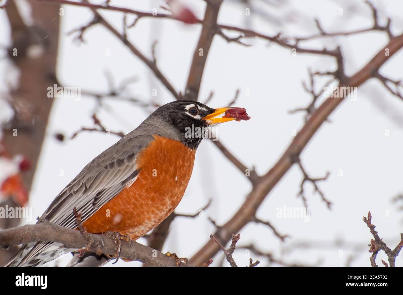 Vadnais Heights, Minnesota. Nahaufnahme eines amerikanischen Robin, Turdus migratorius, der im Frühjahr Beeren von einem Krebse-Baum isst. Stockfoto