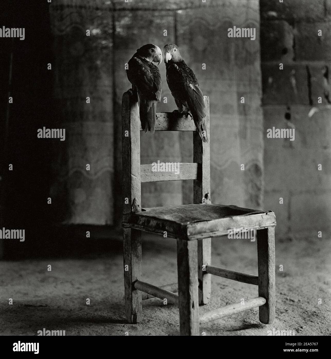 Zwei Papageien, die auf dem Stuhl sitzen, Falcon, Falcon State, Venezuela, Südamerika Stockfoto Zwei Papageien, die auf dem Stuhl sitzen, Falcon, Falcon State, Venezuela, Südamerika Stockfoto